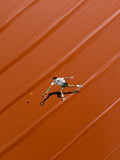 Alcaraz “Clutch on Clay” Original Painting
